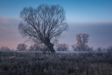 Landscape with lonely willow on a frosty morning