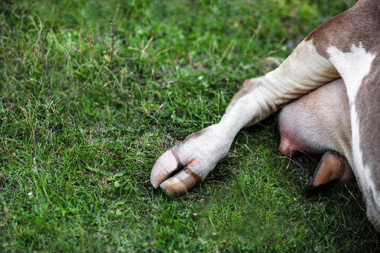 cow hooves in the grass
