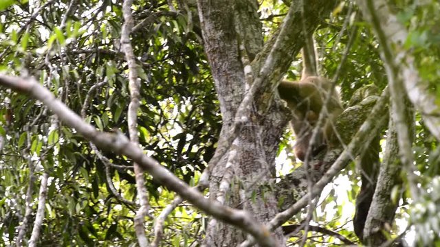 Male Northern Muriqui Monkey (Brachyteles hypoxanthus) on a tree. Eat some fruit. Goes to another branch. It's upside down.