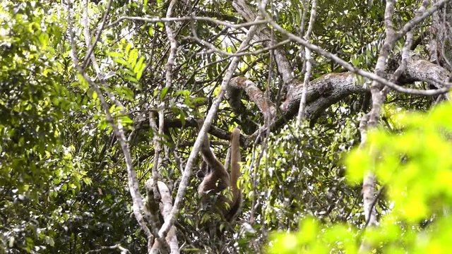 Northern Muriqui Monkey (Brachyteles hypoxanthus) in the canopy of a tree. Stops on a branch and eat a leaf. It goes to the right side and disappears between the leaves.