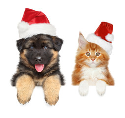 Fototapeta premium Cute puppy and kitten above banner