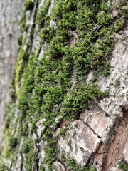 moss on tree