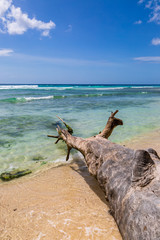 A fallen tree trunk on a sandy beach, on the island of Barbados