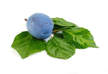 plums isolated on the white background