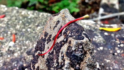 red dying flower's stick on the rock or on stone
