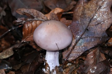 psathyrelle couleur de chair
