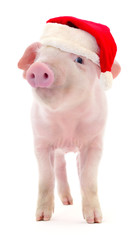 Pig in a red Santa Claus hat. © Anatolii