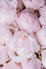 Beautiful aromatic fresh blossoming tender pink peonies texture, close up view
