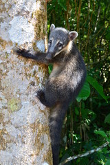 Coati Chutes d'Iguazu Argentine - Coati Iguazu Falls Argentina