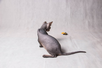 Naked gray Sphinx cat in various funny poses on a white background