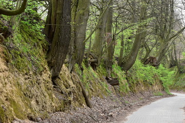 wąwóz lessowy w Nałęczowie