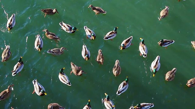 Lot of ducks swim in the water in random directions, top view
