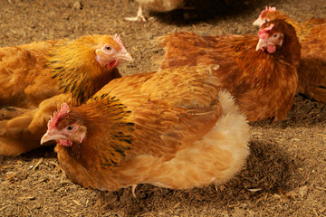 gallinas ponedoras rojas