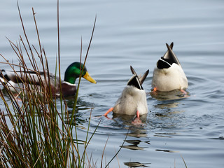 Kaczki kąpią się w wodzie. © Jerzy