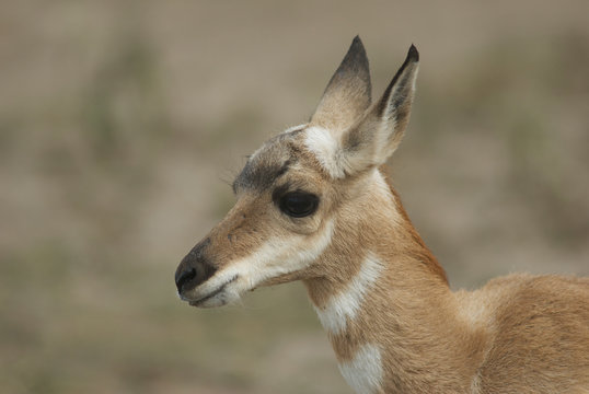berrendo hembra prong horn juvenil antilocapra americana