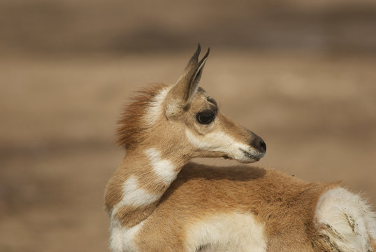 berrendo hembra prong horn juvenil antilocapra americana