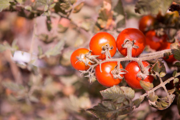 A view from above on a cluster of cherry tomatoes.