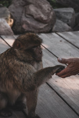 Naklejka premium La Montagne des Singes 