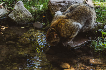 Naklejka premium La Montagne des Singes 