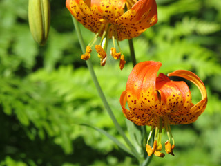 Wild Leopard Lilies in Siskiyou Mountains