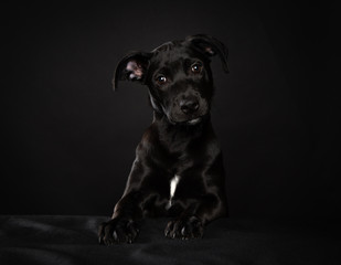Young black puppy on black background in studio
