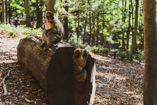La Montagne des Singes
