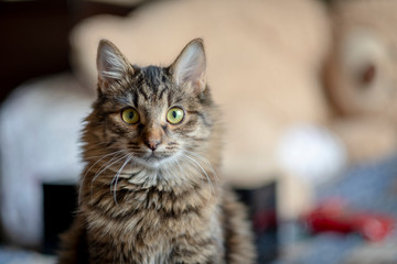 Siberian cat looks frontally into the camera.