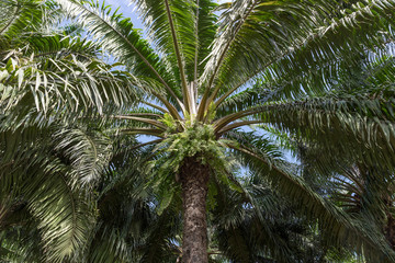 Fototapeta na wymiar African oil palm plantation in Thailand Asia