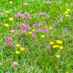 Small Colored Flowers at Grass