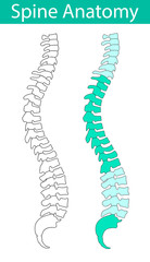 Human spine anatomy vector illustration.