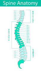 Human spine with description of all regions and segments. Isolated vector illustration. Spine pain medical center, clinic, institute, rehabilitation, diagnostic, surgery logo element. Spinal icon