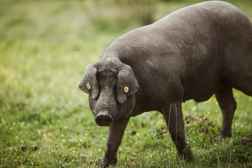Black Iberian pig © psousa5