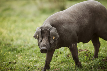 Black Iberian pig