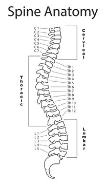 Human spine with description of all regions and segments. Isolated vector illustration. Spine pain medical center, clinic, institute, rehabilitation, diagnostic, surgery logo element. Spinal icon. 