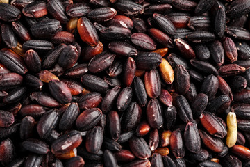 Wild black rice abstract texture macro shot