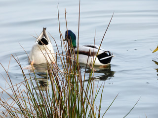 Kaczki kąpią się w wodzie. © Jerzy