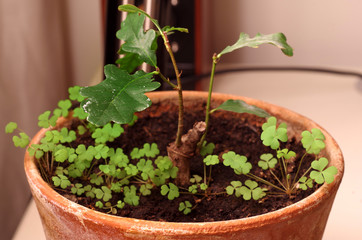 oak in pot