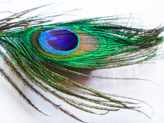 Green peacock feather 