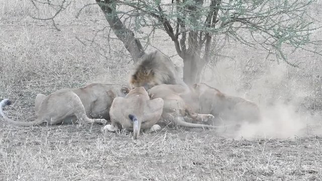 Lions fighting over a kill with HQ sound