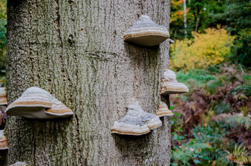 Fröruper Berge bei Flensburg in Schleswig-Holstein.