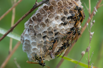Wasp nest early in the morning