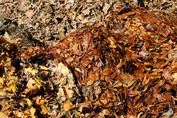 A pile of leaves on the ground