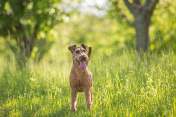 Beautiful Irish terrier dog, very active hunter breed, in nature