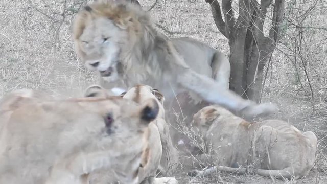 Lions fighting over kill with HQ sound
