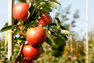 Single branch with ripe apple fruit