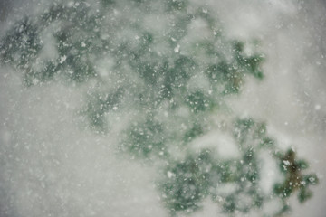 Oak tree leaves during a snowstorm