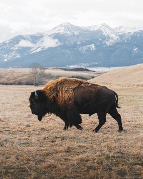 bison