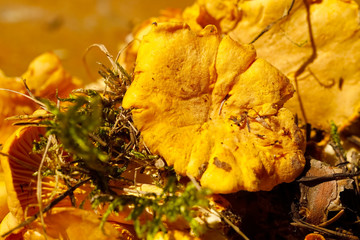 Yellow edible mushrooms