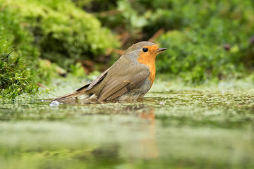 Little Red Robin taking a bath