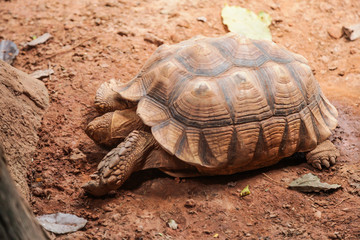 African spurred tortoise (sulcata tortoise) inhabits the southern edge of the Sahara desert, in Africa. As a pet, they require large enclosures, bedding composed grasses and high dietary fiber needs.